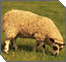 The Significance of Pesach Sheini 