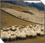 The Tribes Reuven and Gad