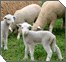 Re’eh: When the Animal Speaks, Listen