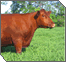 Chukat: The Red Heifer