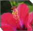 The Mitzvah to Be Fruitful and Multiply
