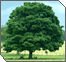 For Man is a Tree