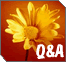 Questions And Answers